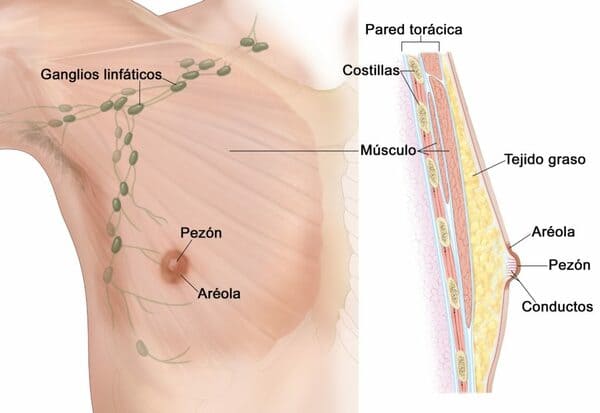 Cáncer de Mama en Hombres y el Mejor Seguro Médico en España