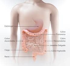 Sistema digestivo o tracto gastrointestinal
Cancer colorrectal y las aseguradoras en España
