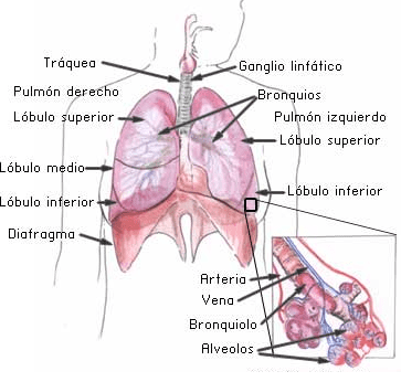 Anatomía del Pulmón y el Sistema Respiratorio