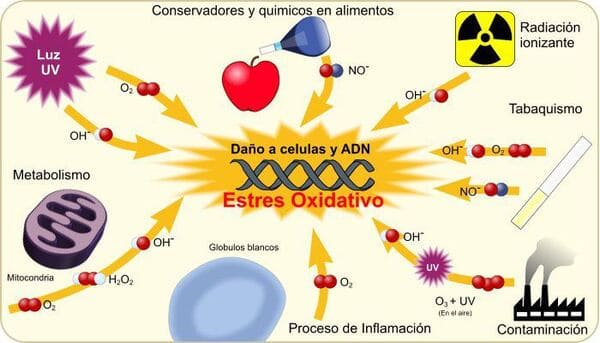 Estrés Oxidativo causas, síntomas y tratamiento