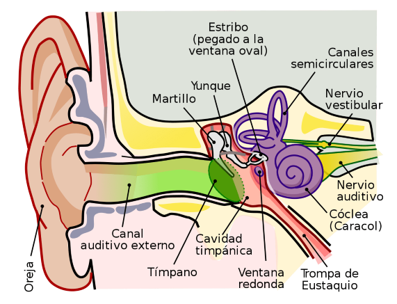 Otitis media infantil y los seguros médicos en España
Anatomía del oído