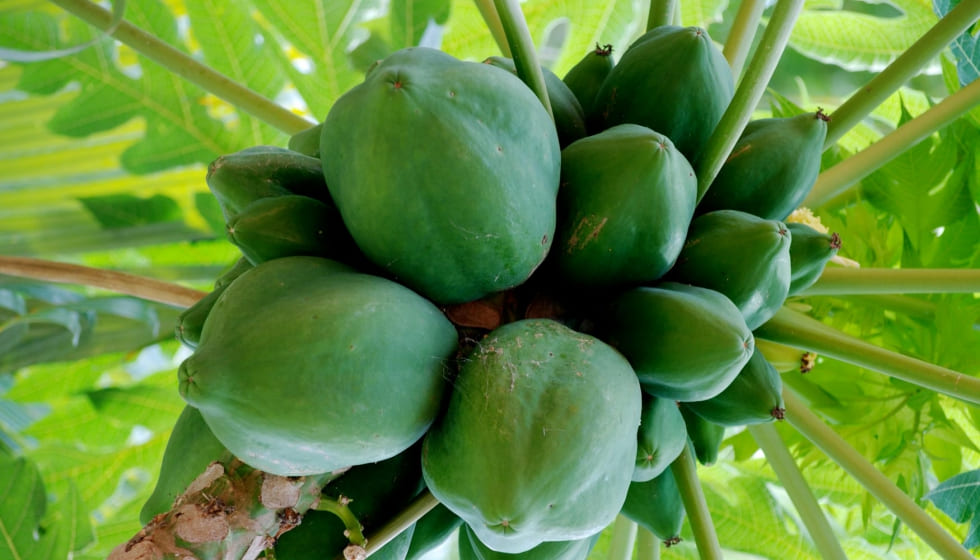 Beneficios de la Papaya para la Salud y Estética en España