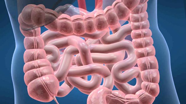 Trasplante de Intestinos en España