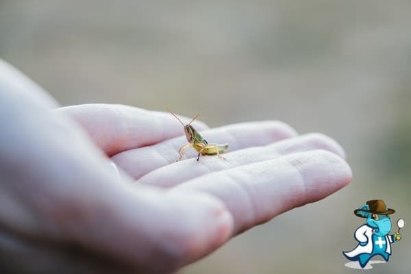 ¿Cubre el Seguro Médico la Alergia por una Picadura de Insecto en España?