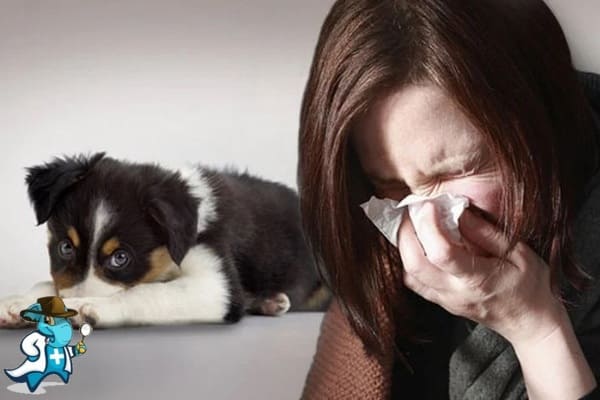 ¿Aumenta el Precio del Seguro Médico para una Persona con una Alergia a los Perros en España?