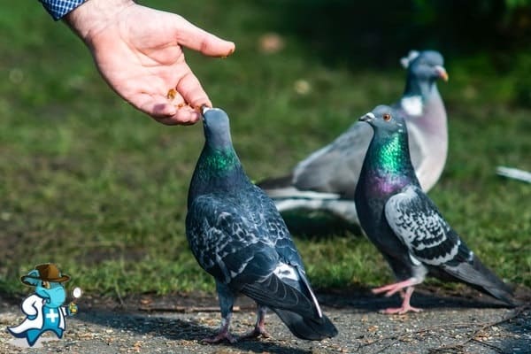 ¿Aumenta el Precio del Seguro Médico para una Persona con una Alergia a las Palomas en España?