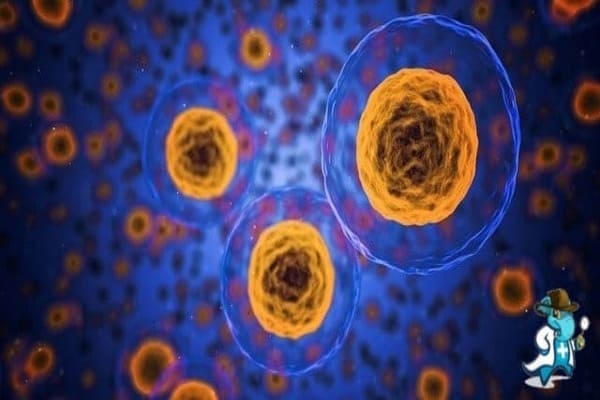 ¿Cubre el Seguro Médico la Anemia Refractaria en España?