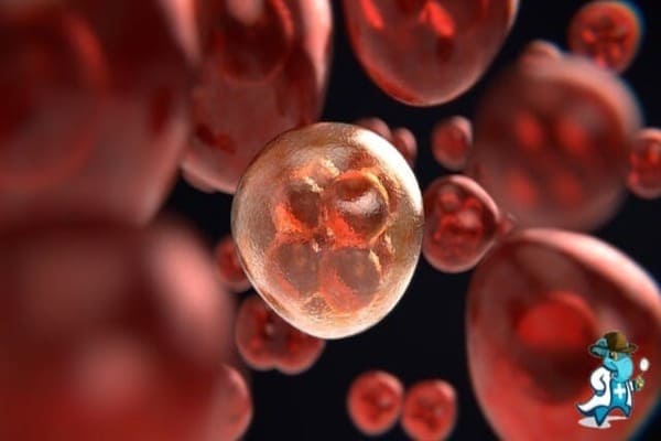 ¿Cubre el Seguro Médico la Anemia Sideroblástica en España?