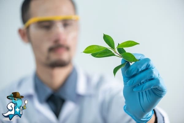 ¿Qué Exclusiones Tendría un Seguro Médico para una Persona con una Alergia al Plátano Oriental en España?