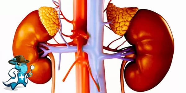 ¿Cubre el Seguro Médico la Enfermedad de Addison en España?