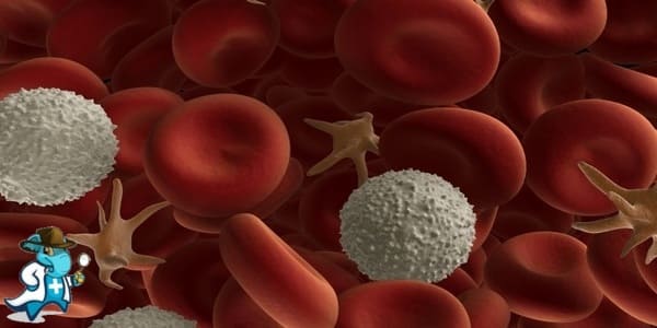 ¿Puedo Contratar un Seguro Médico si Tengo Anemia Hemolítica en España?