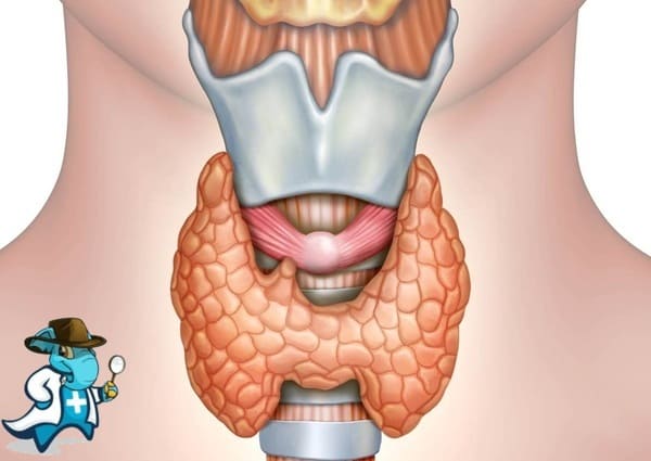 ¿Puedo Contratar un Seguro Médico si Tengo Enfermedades de la Tráquea en España?