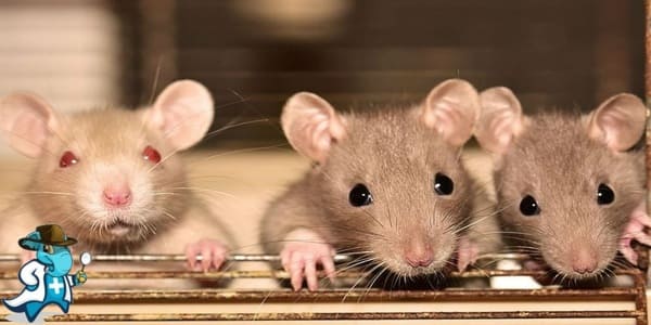 ¿Puedo Contratar un Seguro Médico si Tengo Hantavirus en España?
