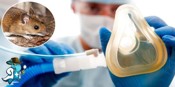 ¿Puedo Ocultar que Tengo Hantavirus para Contratar el Seguro Médico en España?