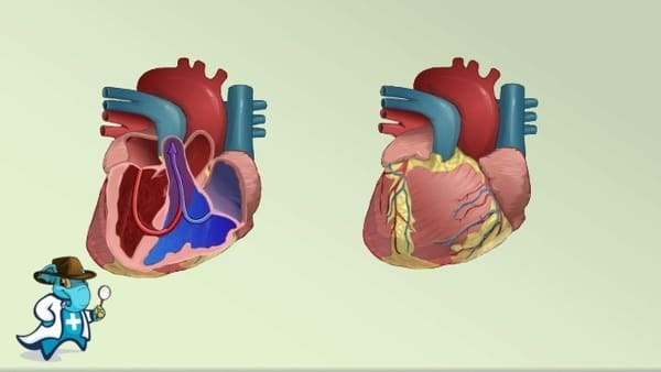 ¿Cuánto Cuesta el Seguro Médico que Cubra la Dextrocardia en España?
