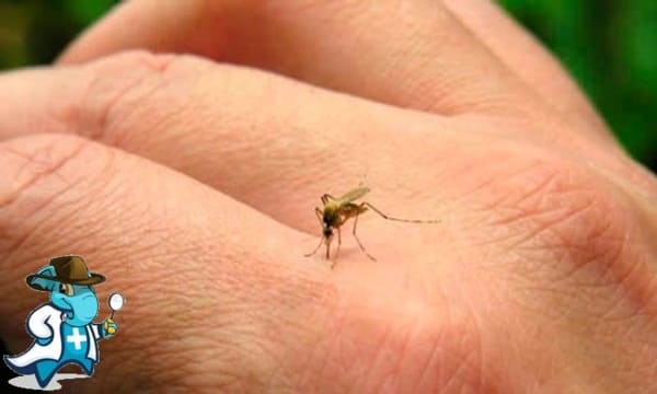 ¿Cubre el Seguro Médico el Chikungunya en España?