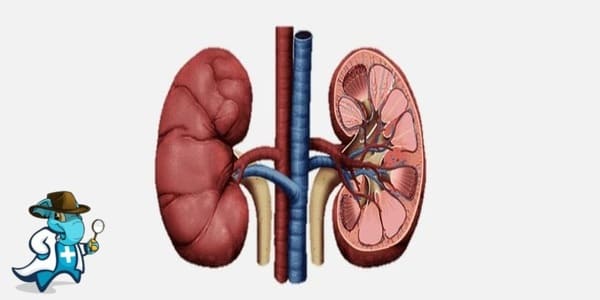 ¿Cubre el Seguro Médico el Traumatismo Renal en España?