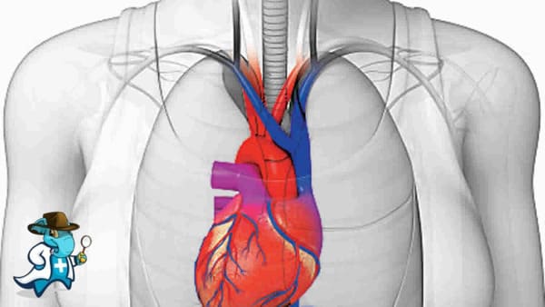 ¿Cubre el Seguro Médico la Dextrocardia en España?