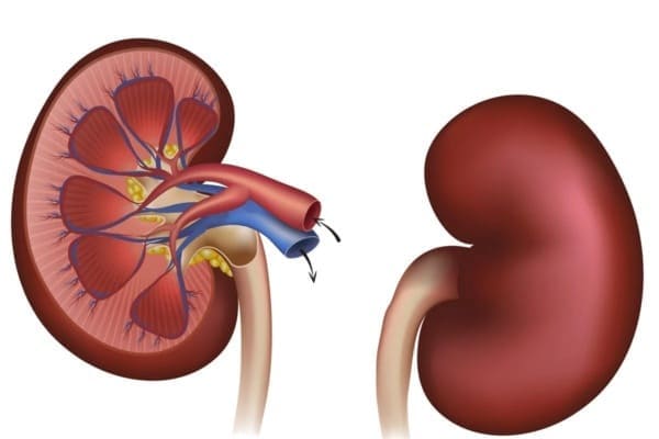 ¿Cubre el Seguro Médico la Nefritis Intersticial en España?