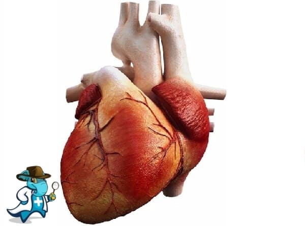 ¿Puedo Ocultar que Tengo Miocardiopatía Restrictiva Para Contratar el Seguro Médico en España?