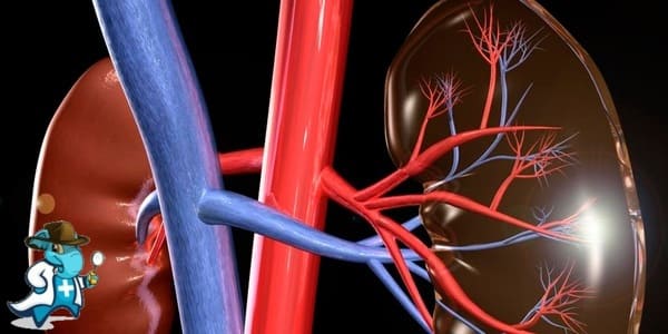 ¿Puedo Ocultar que Tengo Traumatismo Renal para Contratar el Seguro Médico en España?
